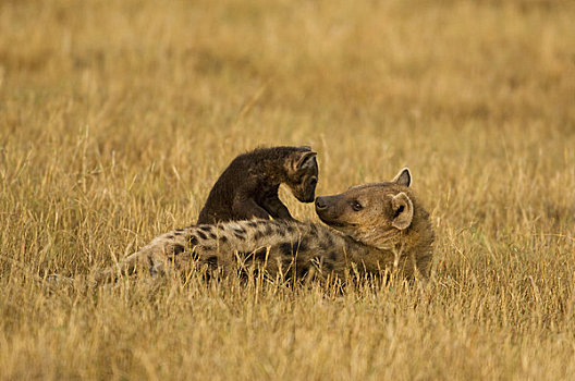 鬣狗,马赛马拉,肯尼亚,非洲
