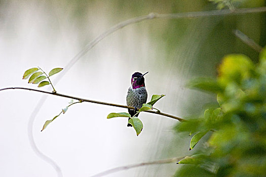 宽尾蜂鸟,圣地亚哥,美国