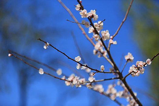 春天樱花