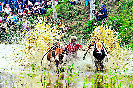 印尼,水田,泥田奔牛