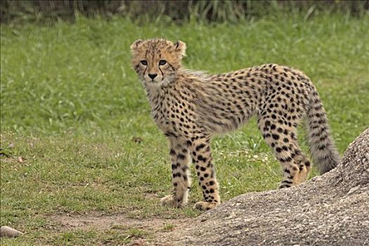 印度豹,猎豹,小动物,克鲁格国家公园,南非