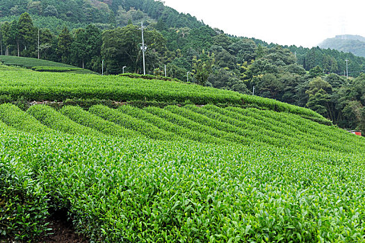 茶,草地