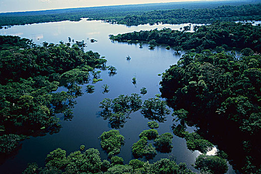 洪水,树林,亚马逊河,厄瓜多尔