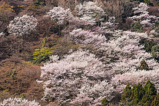 樱花,岚山,京都,日本