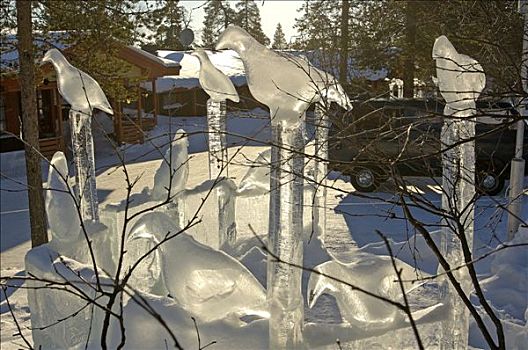 芬兰,拉普兰,滑雪胜地,特写,鸟,冰,雕塑