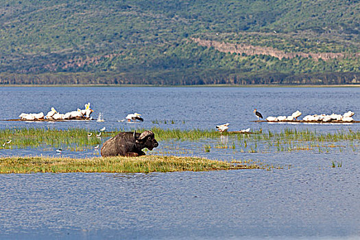 非洲水牛,白色,鹈鹕,白鹈鹕,纳库鲁湖国家公园,肯尼亚,东非,非洲