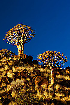 震动,树,树林,基特曼斯胡普,纳米比亚,非洲