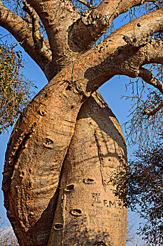 madagascar马达加斯加穆龙达瓦morondava猴面包树情侣树
