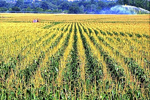 玉米田,靠近,法国