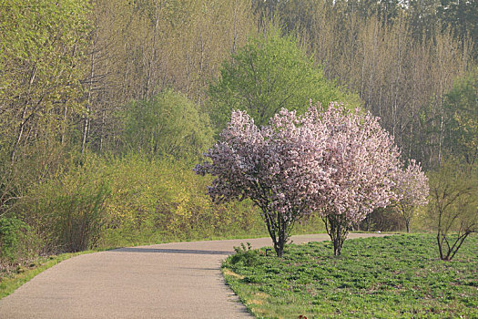 春色桃花