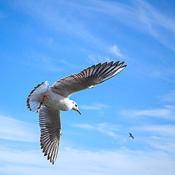 白色,海鸥,飞,蓝色背景,阴天,背景