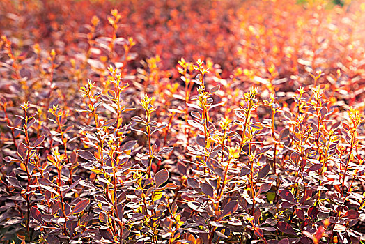 植物红叶小檗