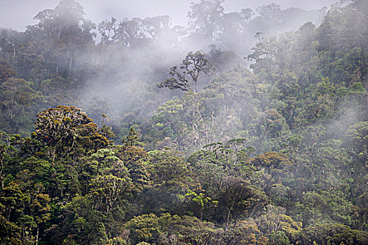 雨林,山,西高地,巴布亚新几内亚,大洋洲