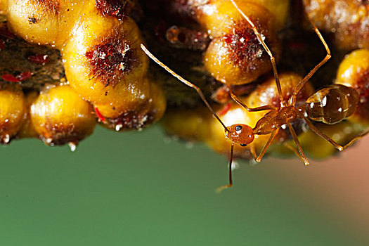黄色,疯狂,蚂蚁,保护,鳞片,昆虫,圣诞节,岛屿,国家公园,澳大利亚