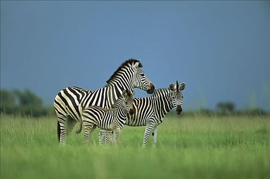 白氏斑马,斑马,三个,站立,乔贝国家公园,博茨瓦纳