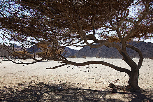 秃树,阿拉伯,沙漠,撒哈拉沙漠,埃及