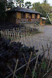竹篱笆图片
