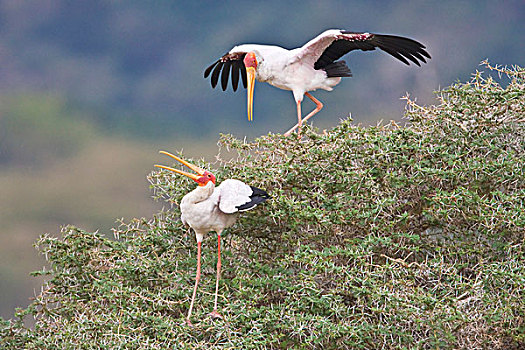 非洲,坦桑尼亚,鹳,国家公园