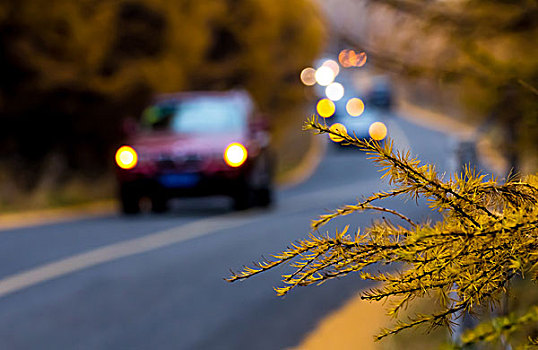 穿过松树林的道路