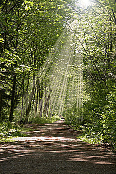 光线,光影斑驳,走,小路,树林,港口,加拿大