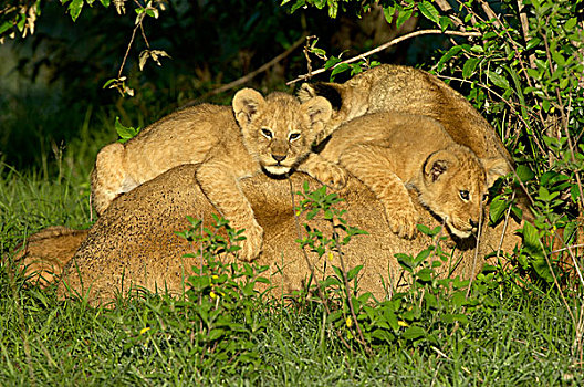 狮子,幼兽,卧,上面,成年,女性,马赛马拉,肯尼亚,非洲