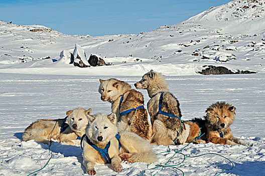 格陵兰,雪橇狗,北极,北美