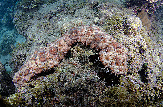 海参,珊瑚,礁石,斐济