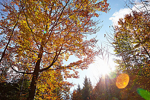 树林,鲜明,阳光,仰视,提洛尔,奥地利