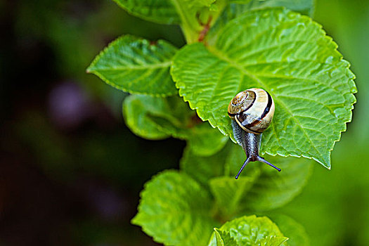 蜗牛,悬挂,绿叶,花园