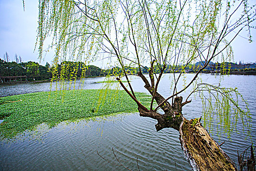 湖面,湖畔,树林,湖泊,生态,绿色