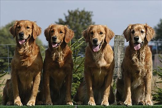 四个,暗色,金毛猎犬,母狗,坐,并排