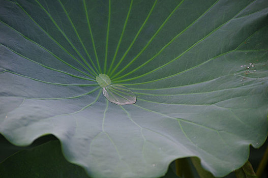 夏日雨荷