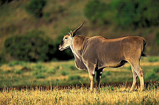 肯尼亚,马塞马拉野生动物保护区,巨大,大羚羊
