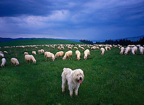牧羊犬,绵羊,山,波兰