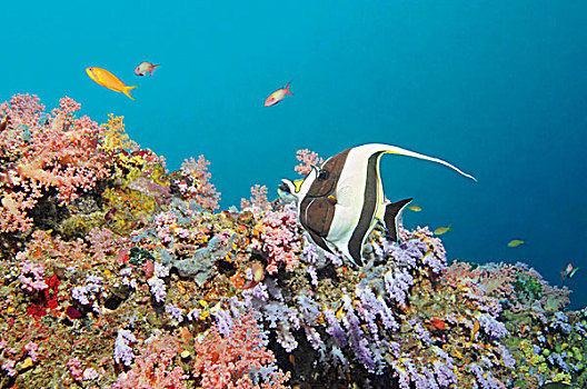 摩尔风格,软珊瑚,礁石,马尔代夫,印度洋