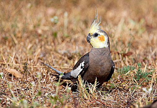 澳洲鹦鹉,成年,雄性,地上,东南部,昆士兰,澳大利亚