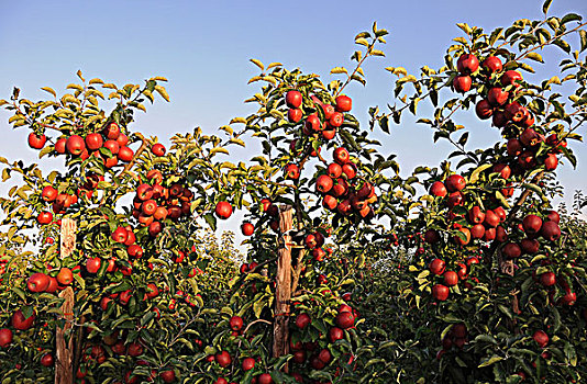红苹果,苹果,苹果园,陆地,区域,德国,欧洲