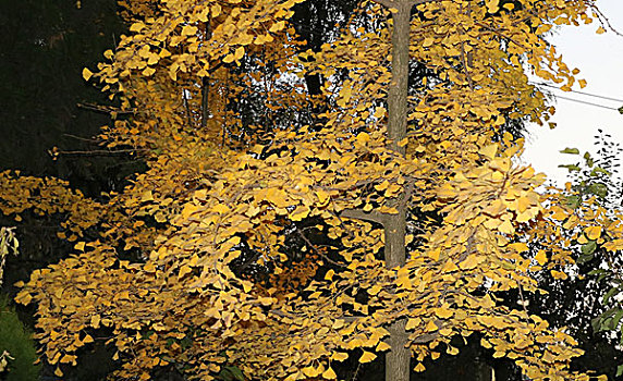 秋色,金秋,茂盛,叶,树干,茎,金色,木本植物,树木,彩色图片,摄影,叶子,生长,植物,树,秋天,美景,风光,自然