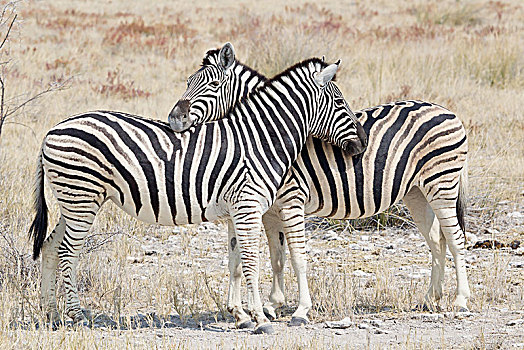 两个,白氏斑马,马,斑马,埃托沙国家公园,纳米比亚,非洲