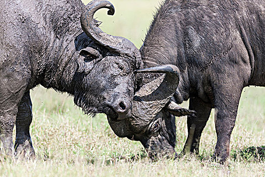 非洲水牛,南非水牛,马赛马拉,肯尼亚,两个,公牛,头部,决斗,非洲