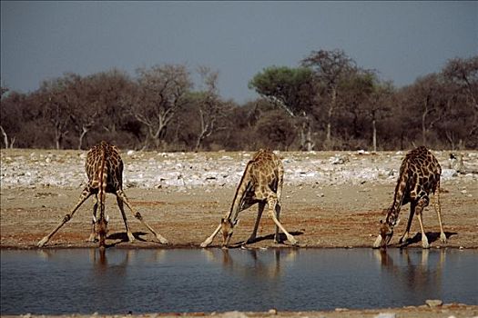 长颈鹿,喝,姆库泽,公园,南非