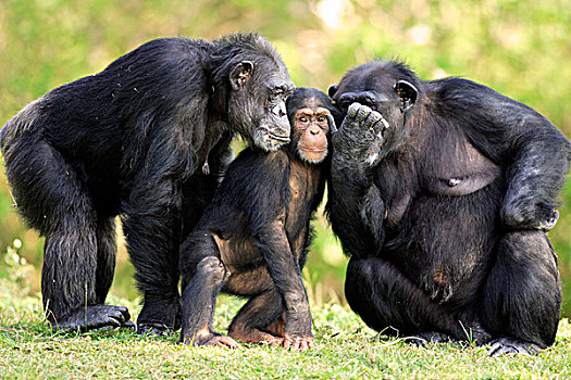 黑猩猩,两个,成年,女性,年轻