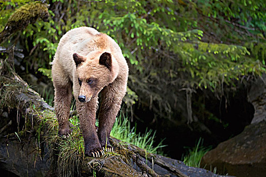大灰熊,棕熊,走,秋天,树,保护区,靠近,王子,不列颠哥伦比亚省,加拿大