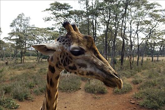 肯尼亚,内罗毕,长颈鹿,中心,游客,罐,手,进食,平视