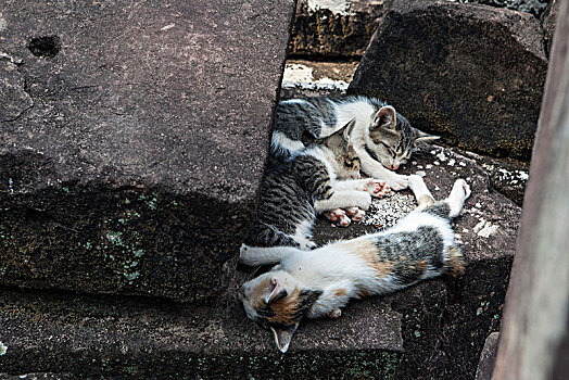 塔逊寺熟睡的小猫柬埔寨暹粒吴哥
