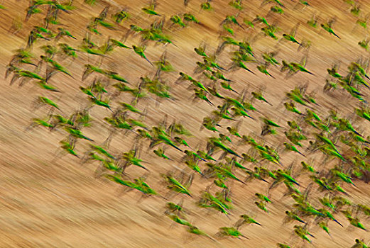 虎皮鹦鹉,波形,成群,飞,昆士兰,澳大利亚