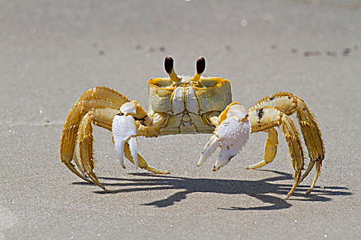 大西洋,灵异,螃蟹,海滩,南卡罗来纳,美国