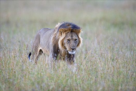 狮子,雄性,自豪,亮光,白天,肯尼亚,东非