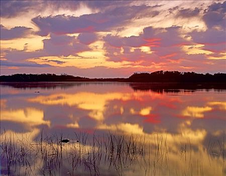 美国短吻鳄,鳄鱼,平面,英里,水塘,日出,大沼泽地国家公园,佛罗里达