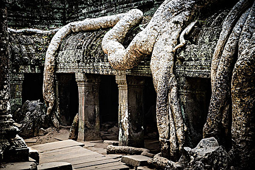柬埔寨,吴哥窟,塔普伦寺,庙宇,树,根部,遗址,大幅,尺寸